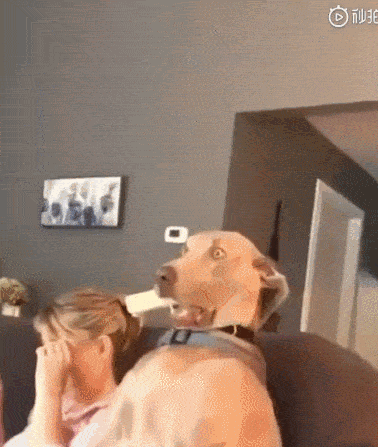 378_447gif 动态图 动图