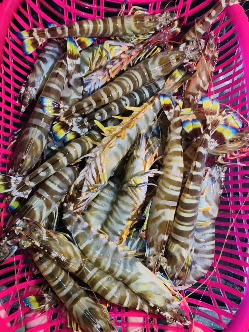 自从买了这家海鲜就没换过渔民天然捕捞全国包邮直送到你家