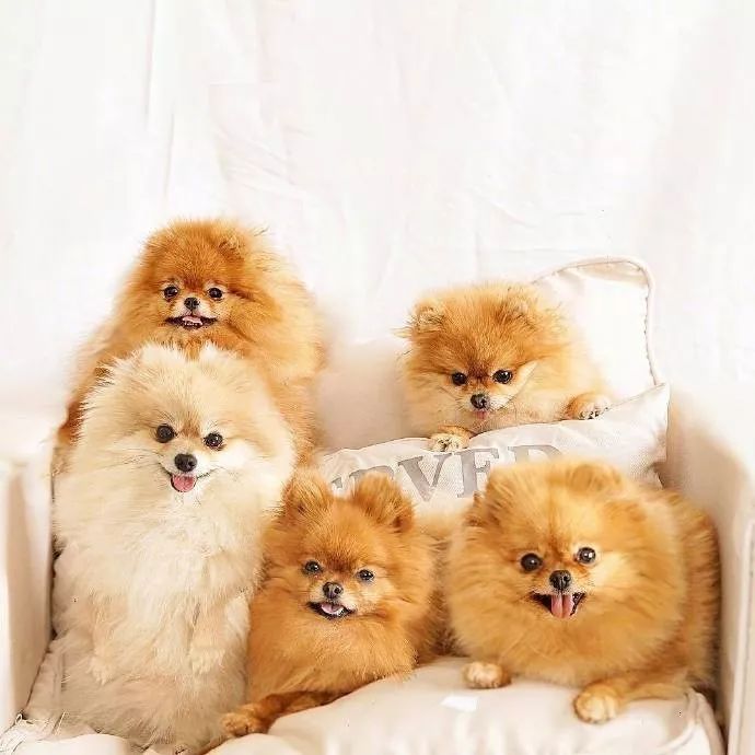 我不要这样的闺蜜!我要这样的狗子!