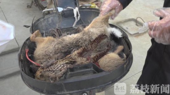 用狗捕杀野兔子 盐城响水六名涉案村民被抓