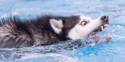 网友带哈士奇去游泳,没想到下水后狗子就彻底解锁了,画面惨不忍睹!