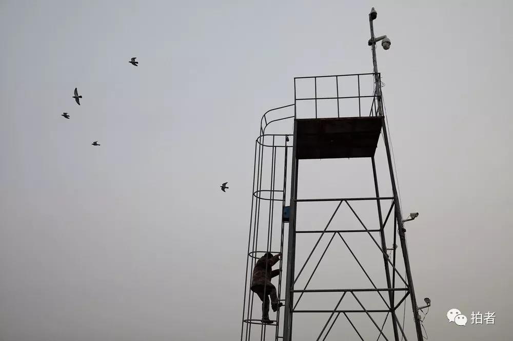 △ 11月16日，田志伟爬上救助站的观察台。通过观察台，他可以观察周边湿地鸟类的情况。