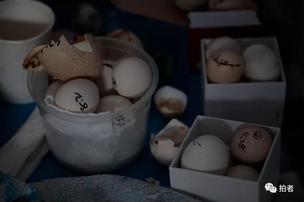 △ 12月7日，田志伟基地内孵化完的鸟蛋。蛋壳上标记了鸟类的种类、孵化的时间等信息。
