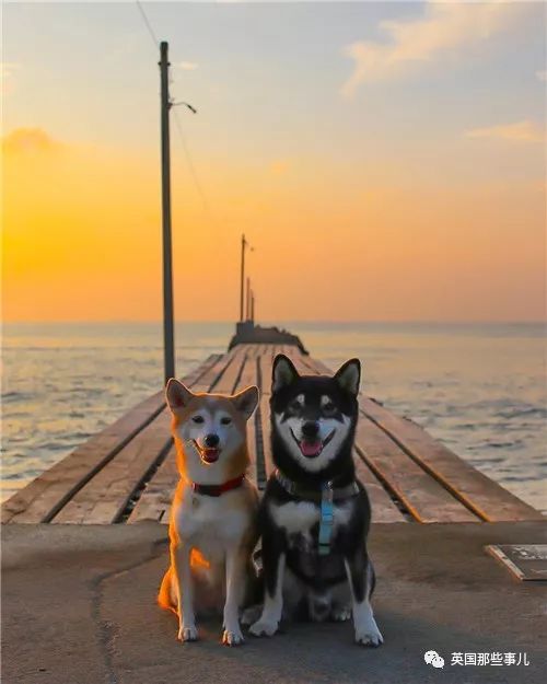 两只柴柴,遇到有爱的铲屎官后狗生逆转,这画风也太甜了|铲屎官|柴犬