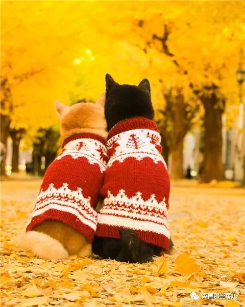 两只柴柴,遇到有爱的铲屎官后狗生逆转,这画风也太甜了