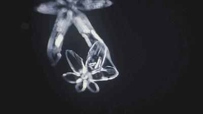 400_225gif 动态图 动图