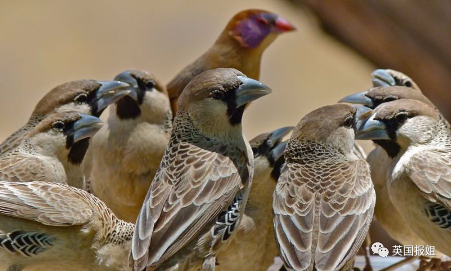 群织雀敢怒不敢言不过代价就是有"保护费",你建完的鸟窝要给王者住.