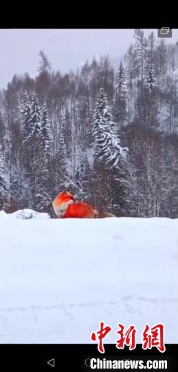 阿木尔林业局森林管护员拍下的红狐视频截图。 王志勇 摄