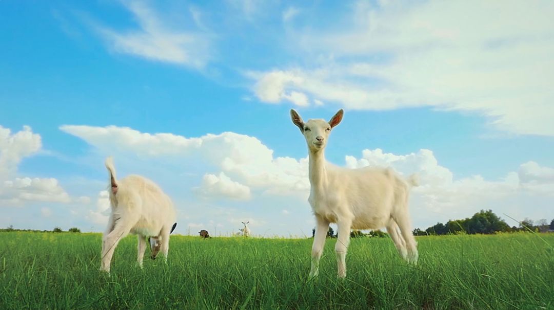 伊利入局羊奶粉市场,专家预测行业集中度进一步提升