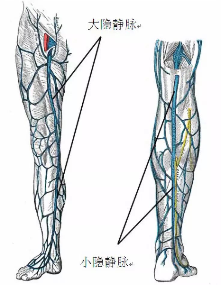 大腿血管解剖图片