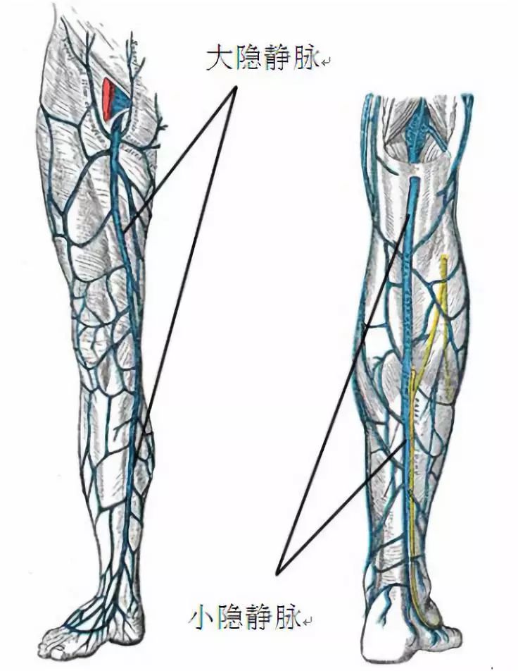 小儿大隐静脉解剖图图片