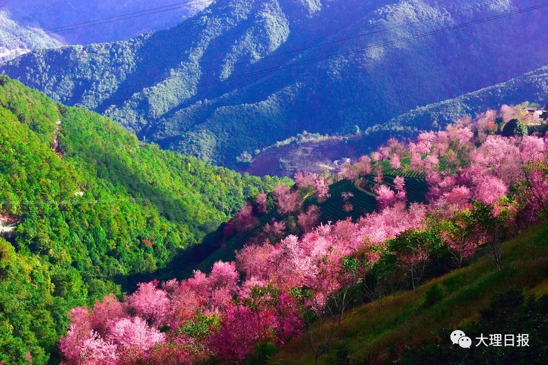 无量山的樱花开了你还不来么
