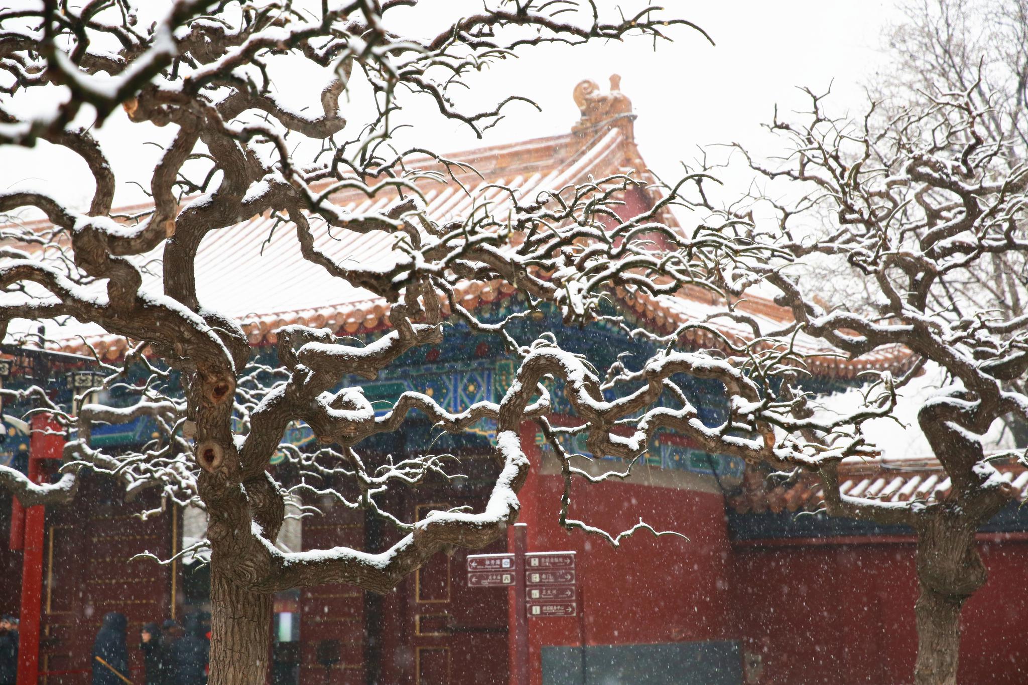 雪中漫步 北京市属公园半日迎6万余游客赏雪(图