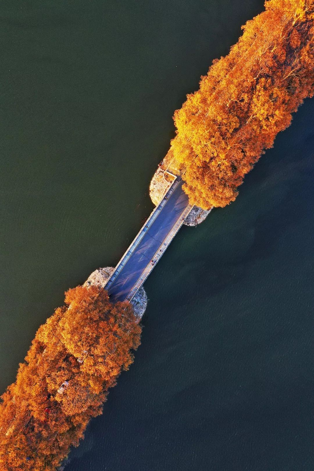 初冬绝美李公堤:每日穿梭其中,竟没想到九江那么美!