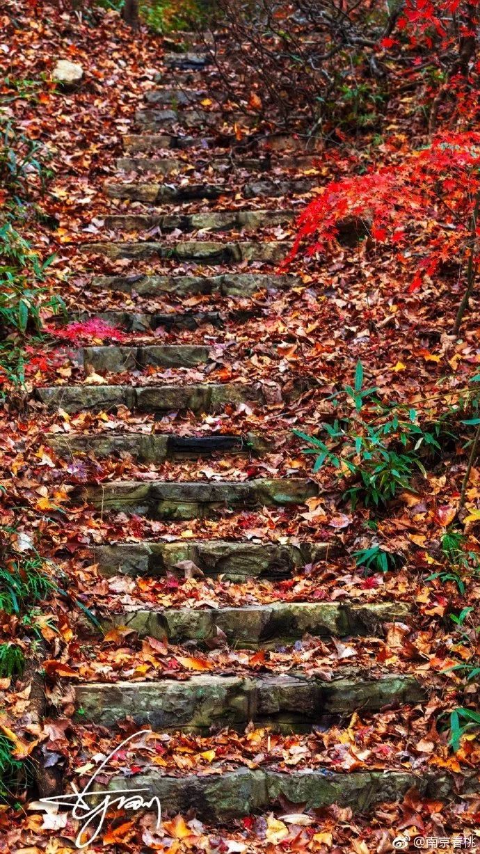 栖霞的风景 藏在这片枫林 这洼田园里 财经头条