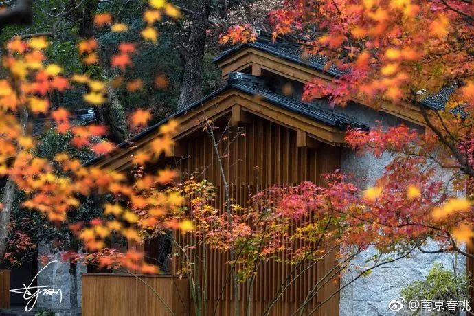 栖霞的风景 藏在这片枫林 这洼田园里 财经头条