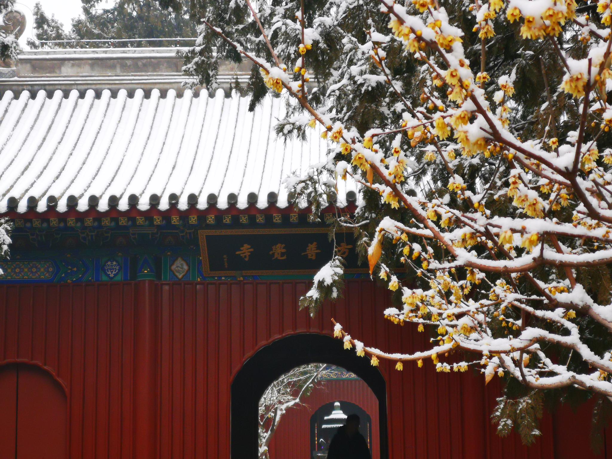 雪中漫步 北京市属公园半日迎6万余游客赏雪(图