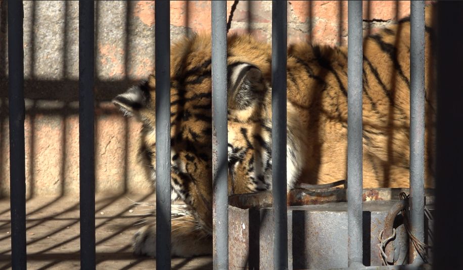 临河动物园老虎肿瘤伤口化脓 动物们骨瘦如柴,动物园回应.