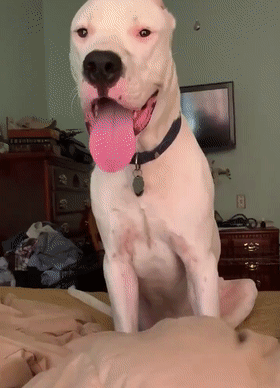 铲屎官吐槽家里狗狗是个学人精,非常热衷于模仿他.