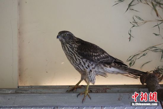 一只身背GPS追踪器的苍鹰被放归南京紫金山