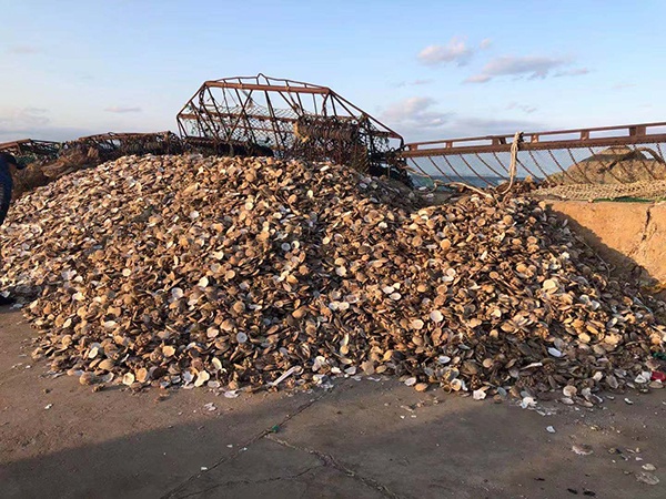 獐子岛扇贝真产自獐子岛海域?内部员工这样说