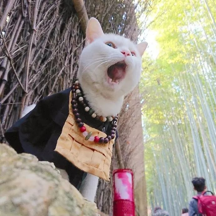 猫生巅峰啦!穿袈裟的小雪住持凶萌凶萌好想撸!