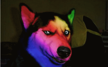 都说哈士奇不能当警犬但有民警偏要试一试结果还出人意料