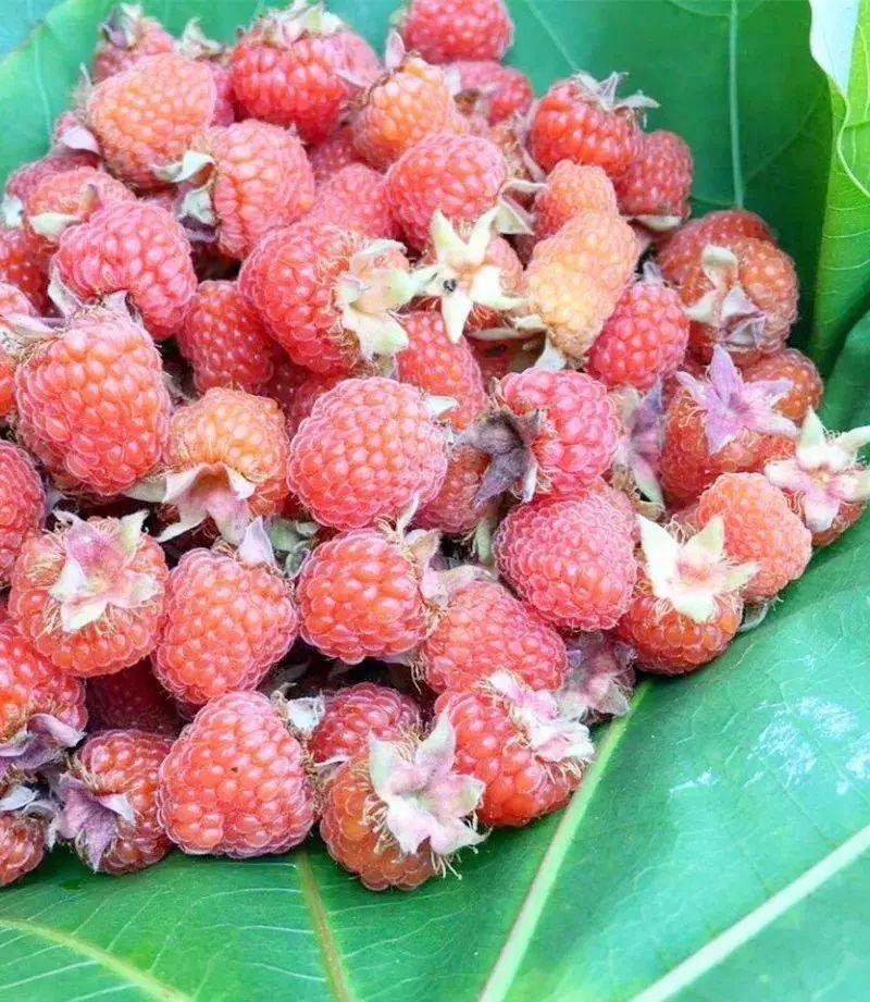 泡儿   蓬蘽,竻(刺)泡,蛇泡.   春夏之交常见野果,大伙们一定不您生