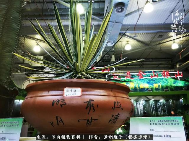 树冰各种麒麟:阎魔麒麟正大麒麟松叶麒麟筒叶麒麟猴尾巴,铁甲麒麟贵