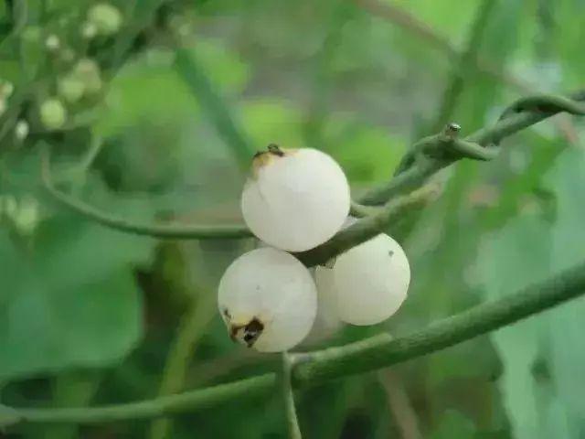 白饭子