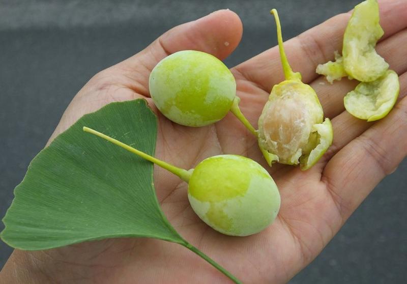 也就是咱们常说的白果把果子剥开,里面是银杏果图片来源:图虫创意看