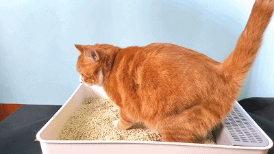 劣质猫砂对猫的危害,比毒猫粮还大!