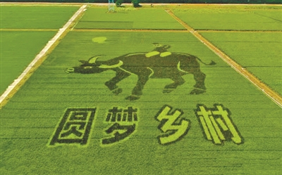 横沥镇今年的创意稻田画很"牛".