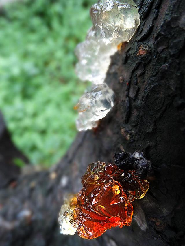 家里有桃树就会长,原来没人要,现在69元一斤,农民:比桃贵多了