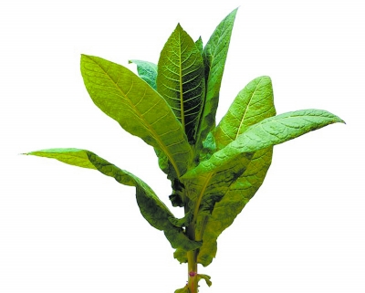 植物也有疼痛感 遇到威胁时会"尖叫"