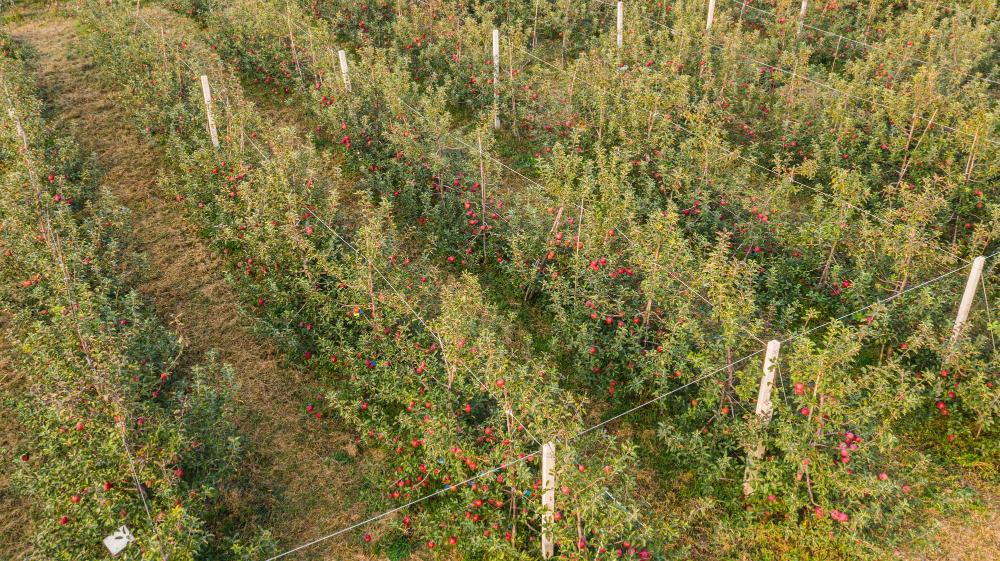 开拓陕甘新产区百果园公司5000吨良枝苹果上市