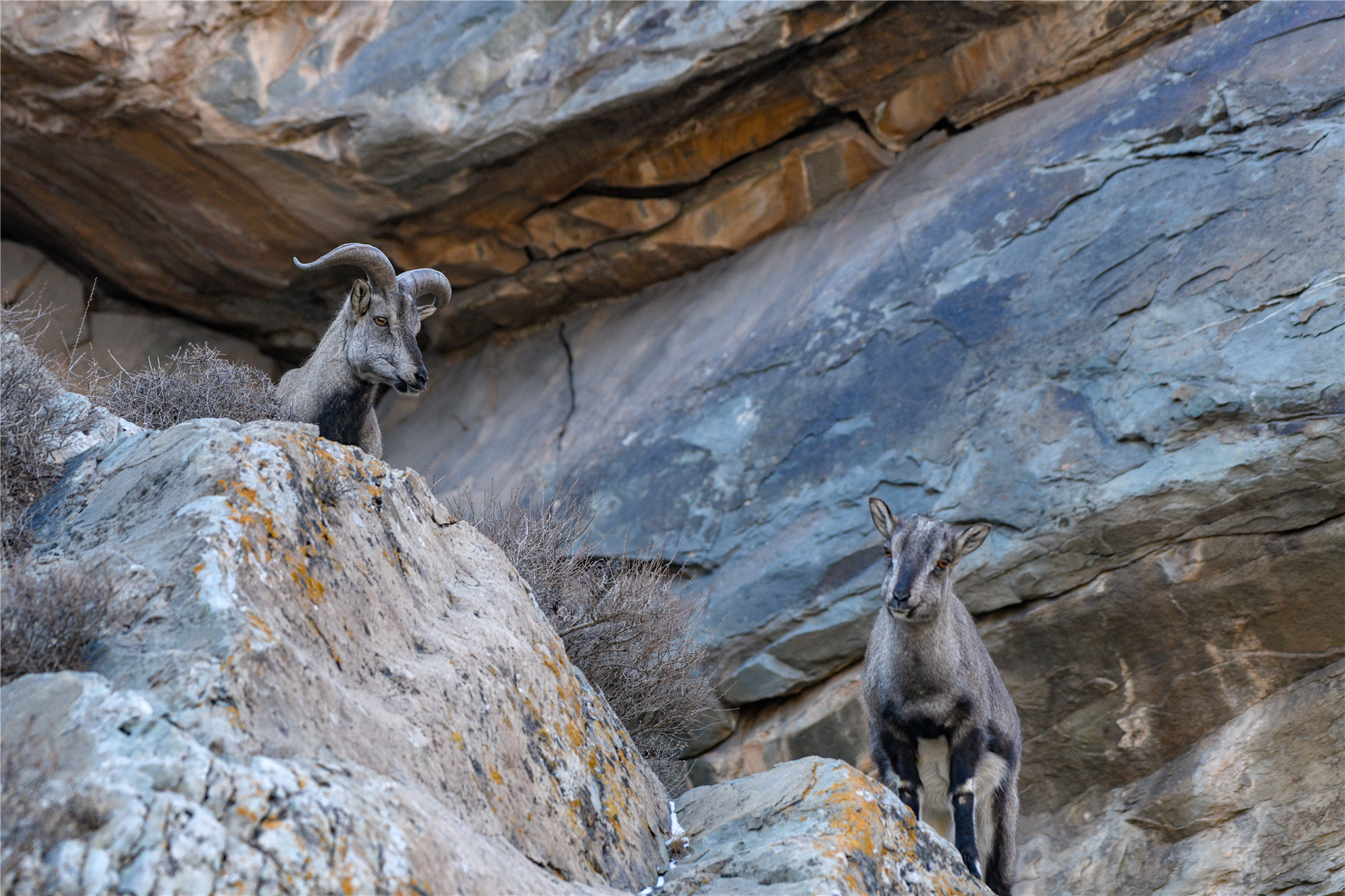 看!岩羊,贺兰山间灵巧的精灵