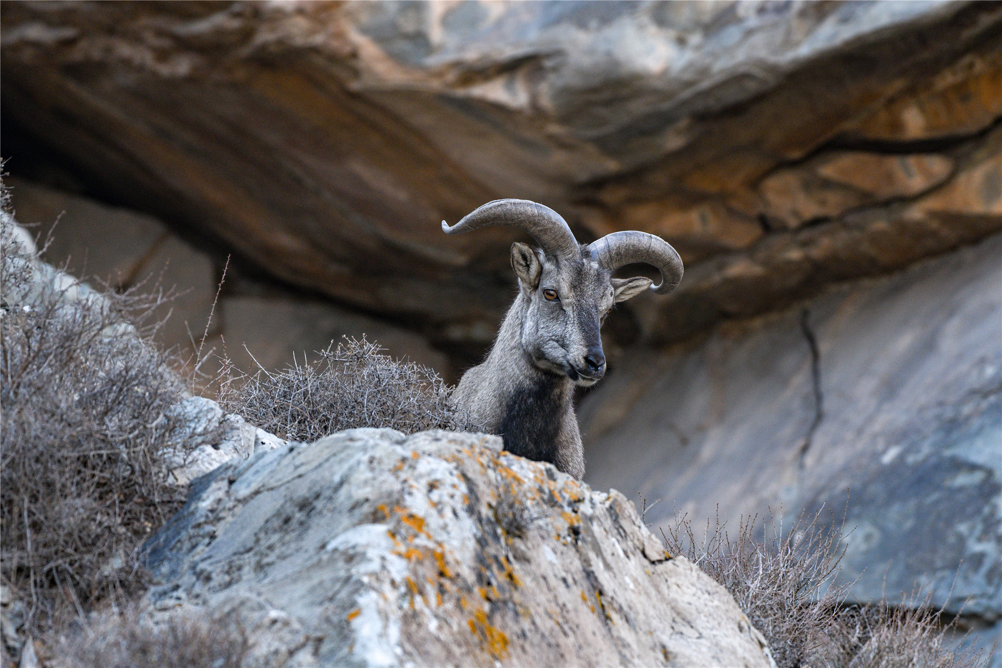 看!岩羊,贺兰山间灵巧的精灵