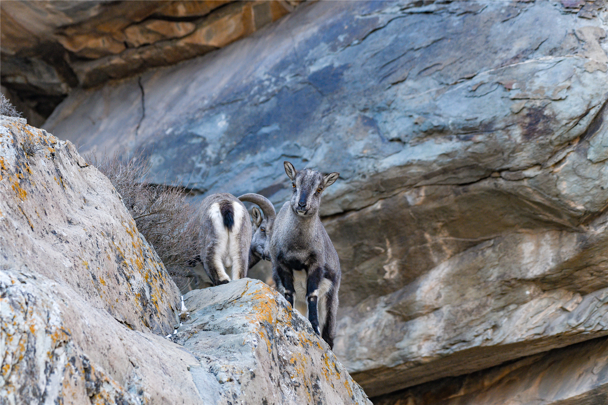 看!岩羊,贺兰山间灵巧的精灵