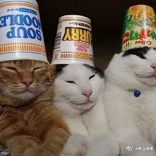 沙雕动物欢乐多行为艺术怪可爱的