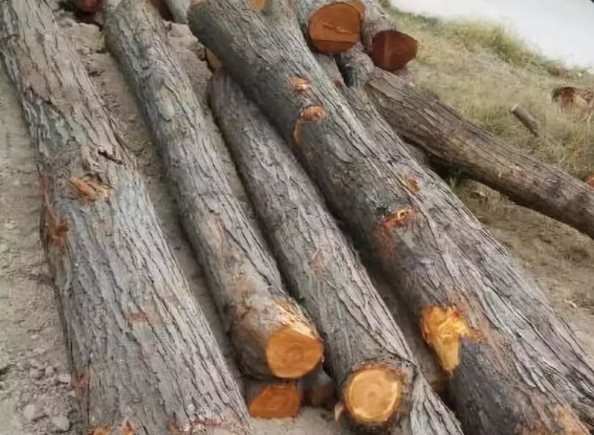 "柴木"指的是哪些木材?