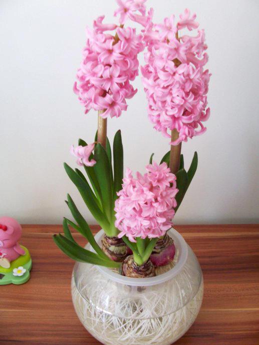 风信子盛开着淡粉色的小花瓣,簇拥在花卉的顶部,这也是它最为独特的