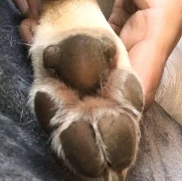 铲屎官在狗狗的脚掌上发现了一只小考拉,网友惊了:我家也有!