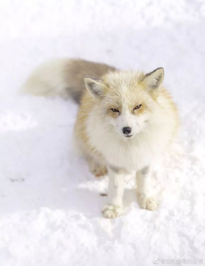 噢娇俏美貌的小狐狸我被勾引了