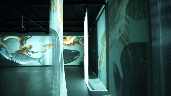 乾隆最爱读物海错图来南京啦多媒体浸入式的故宫海洋世界叹为观止