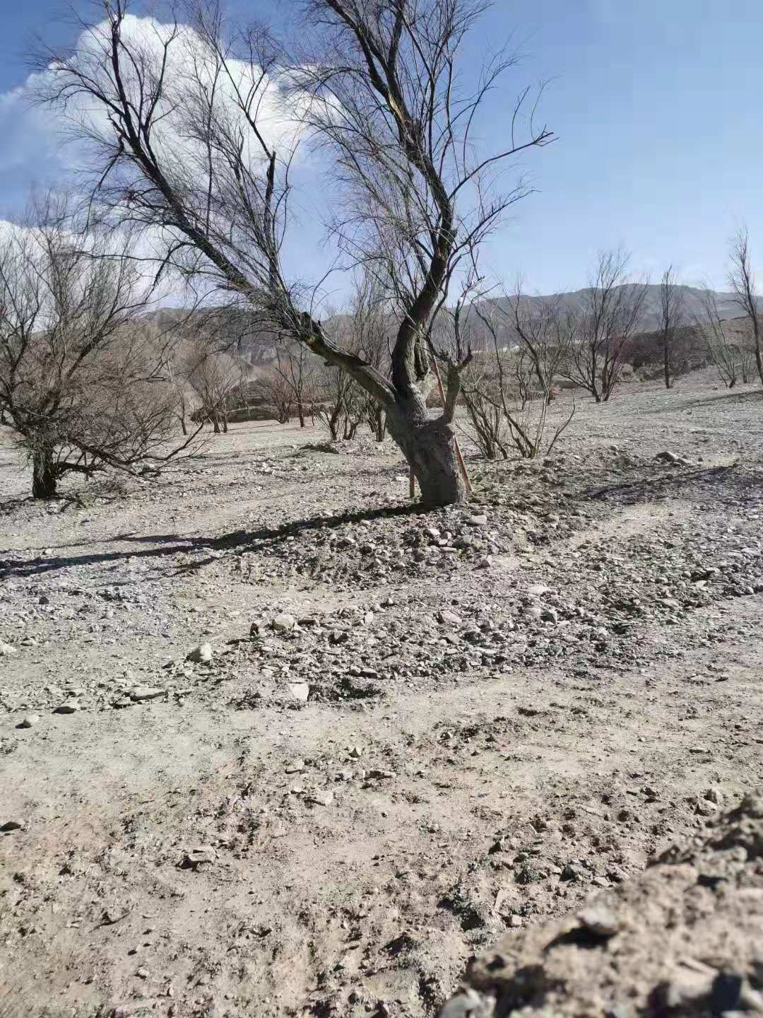 12月16日，一株被移植到柽柳林附近“干沙滩”上的柽柳。受访者供图