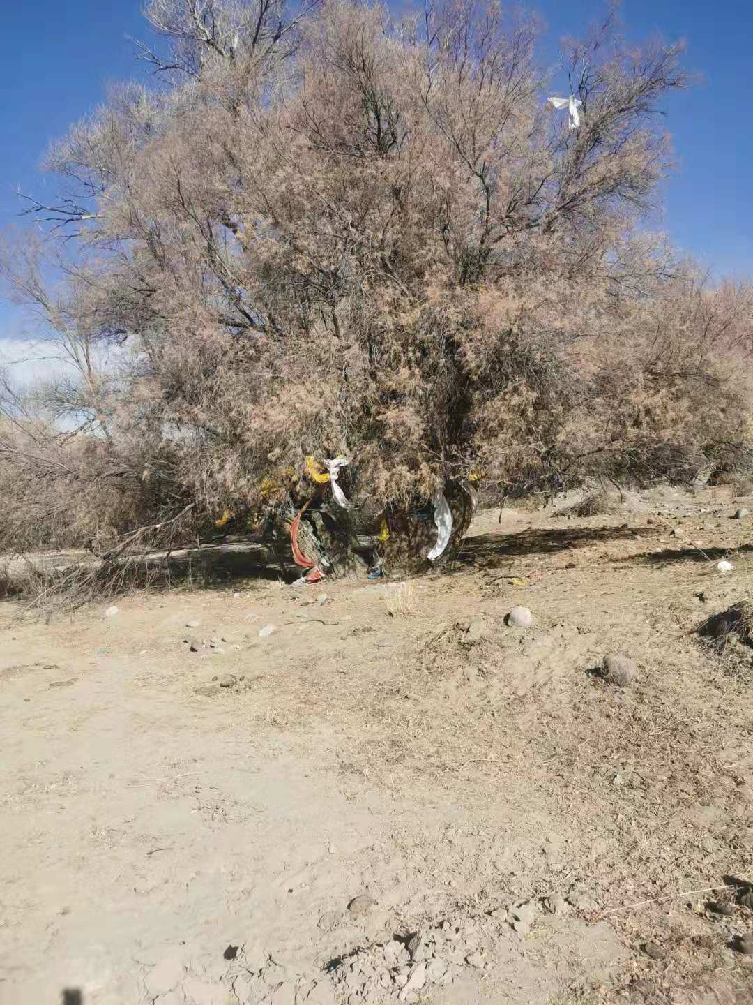 12月16日，青海省同德县然果村柽柳林中的一棵柽柳树。受访者供图