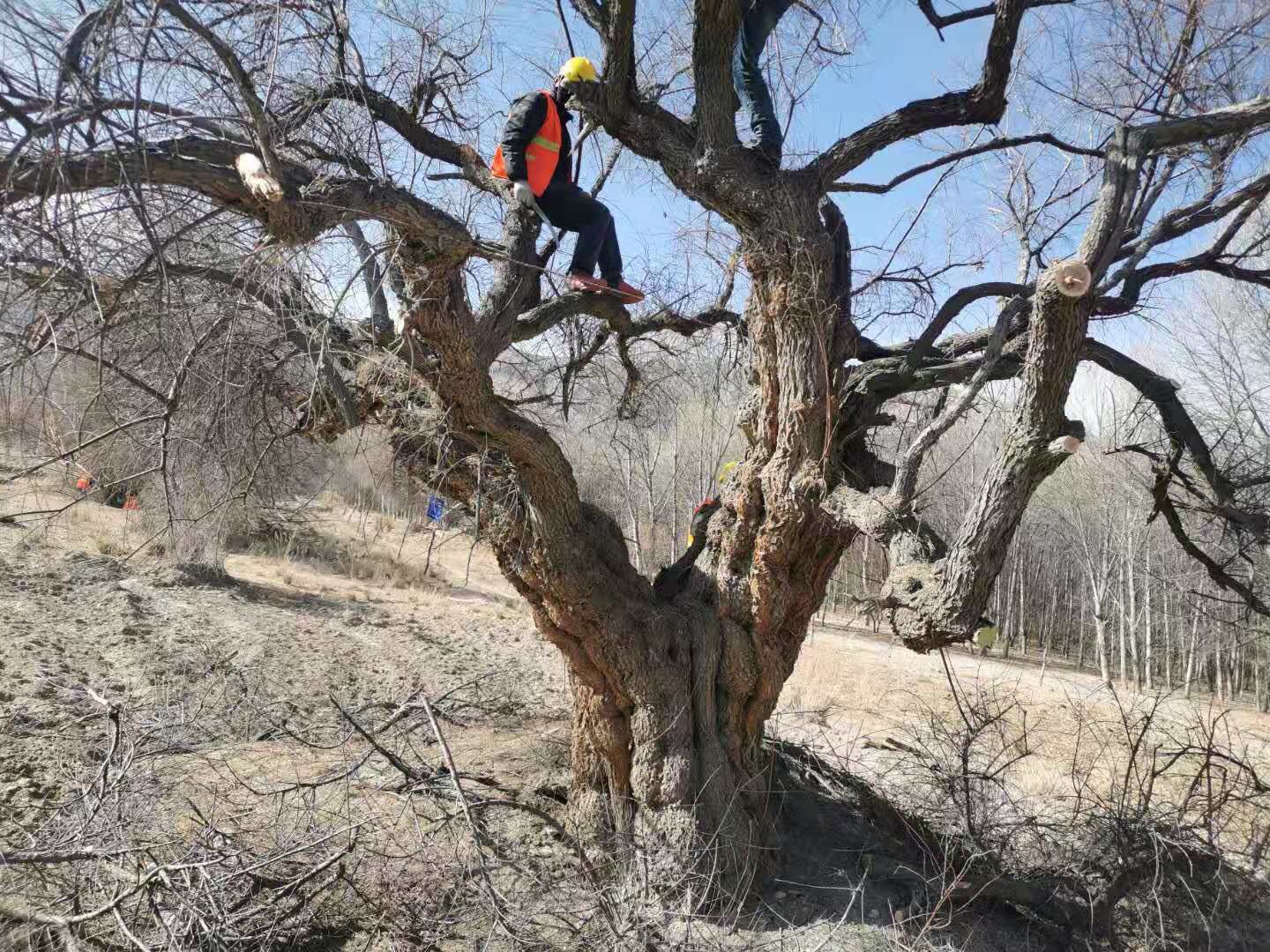 12月16日，移植柽柳前，工人正在砍树枝。受访者供图