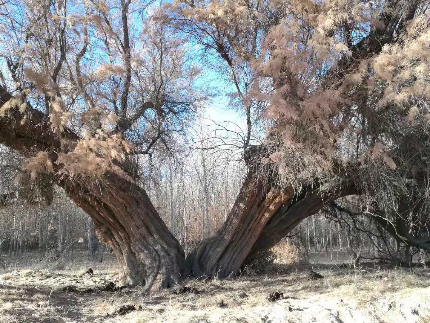 2018年8月，然果村柽柳林中的一棵柽柳树。受访者供图