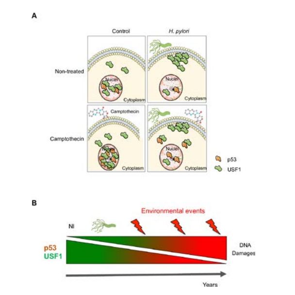 BMJ子刊：胃癌早期诊断新福音——易感标志物的确定